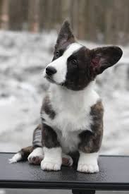 Michigan's upper peninsula presents attractions unmatched anywhere else. 400 Dogs Ideas Dogs Puppies Cute Animals