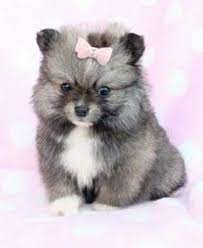 .health warranty dog show prize our puppies available puppies sold out puppies gallery gallery contact q&a quick view. Teacup Pomsky Puppies For Sale Cute Puppies Pomsky Puppies Puppies Puppies And Kitties