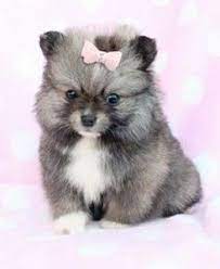 Mini maltese puppies for sale are small dogs but teacup maltese are even smaller. Teacup Pomsky Puppies For Sale Cute Puppies Pomsky Puppies Puppies Puppies And Kitties