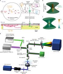 Check spelling or type a new query. An Automated Raman Based Platform For The Sorting Of Live Cells By Functional Properties Nature Microbiology