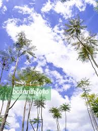 Image result for Schizolobium parahyba