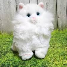 Harga kucing persia termasuk kucing yang sering dicari oleh para pecinta kucing di dunia termasuk di indonesia. Jual Kucing Anggora Harga 200 Ribu 700x700 Wallpaper Teahub Io