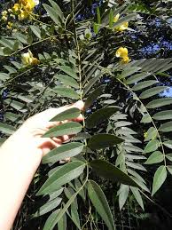 Image result for Cassia sieberiana