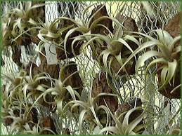 Image result for Polystachya pamelae