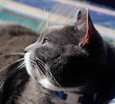 Ideal Kedi Kilosu Ve Vucudu Nasil Olmalidir