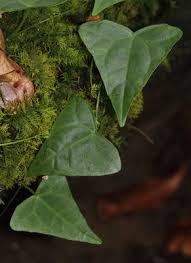 Image result for Zehneria tridactyla