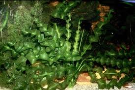 Image result for Aponogetonaceae