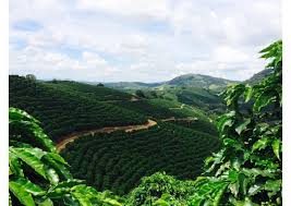 Alibaba.com offers 1,818 coffee plantation products. A Concise Guide To Brazil S Major Coffee Producing Regions Perfect Daily Grind