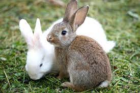 Imagini cu iepuri salbatici : Clasificarea Raselor De Iepure È™i Fotografii Cu Descrieri