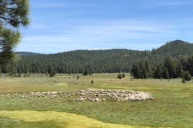Foothill Agrarian: Sheep Camp Summer