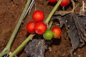 Image result for Zehneria scabra