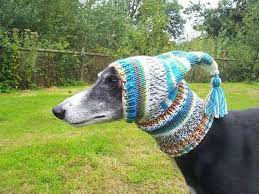 Pin On Greyhound