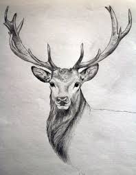 Images Found For Deer Tattoo Request Diytattooimages Animal Sketches Realistic Animal Drawings Deer Drawing
