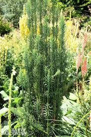 While there are hundreds of compact evergreens for small gardens, these 15 are exceptional varieties i've personally worked with. Dwarf Evergreen Trees 15 Exceptional Choices For The Yard And Garden