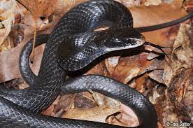 Coluber Constrictor Black Racer Snake Endangered Species