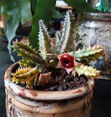 Image result for Huernia zebrina