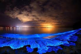 Bioluminescent Beach Puerto Rico One Of A Kind Bioluminescent Beach In Maldives The Bioluminescent Beach In Maldives Is A Must Visit Tourist Destination I Bioluminescent Bay Bioluminescence Jervis Bay Australia