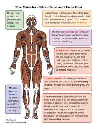This 6th edition of anatomy: Muscles Structure And Function Mini Poster