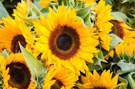 We did not find results for: Here S Which Flower Represents Each Year Of Your Marriage