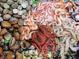 Image result for Amnesic Shellfish Poisoning