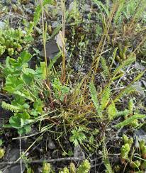 Image result for Daknopholis