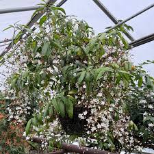 Image result for Clerodendrum rotundifolium