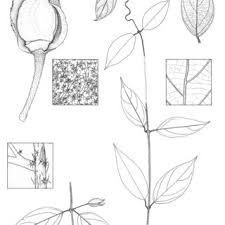 Image result for Sorindeia winkleri