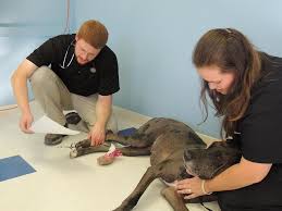 Almost home shelter pet rescue. Beaver Creek Veterinary Hospital Langley Kentucky Mountain Association