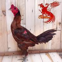 Temukan gambar ayam bangkok lucu & gambar ayam jago keren, unduh 8.000 gambar hd gratis!. Jual Ayam Pama Murah Harga Terbaru 2021