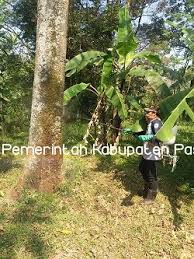 Pentingnya Keseimbangan Ekosistem Pada Tanaman Perkebunan Dinas Pertanian Kabupaten Pasuruan