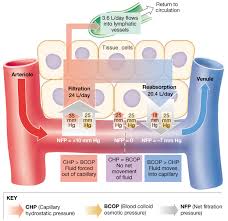 Bioflix Activity Gas Exchange Oxygen Transport Pin On A P