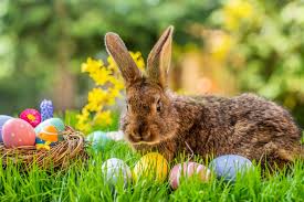 On easter monday all stores will again be open between 8am and 8pm. What S Open And What S Closed This Easter Weekend Halifaxtoday Ca