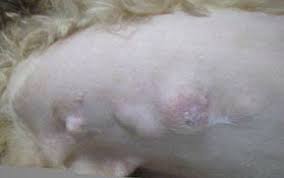 Multiple tumors may cause a kind of chain along the mammary glands. Canine Breast Cancer Symptoms Diagnosis And Treatment Free Brochure