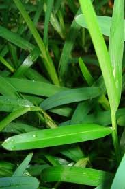 Image result for Stenotaphrum dimidiatum