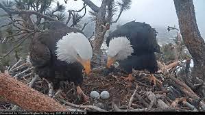 Unspoiled beauty and unique environment. Live Feed See Bald Eagles Jackie And Shadow Courtesy Of The Friends Of Big Bear Valley Cerritos Community News Cerritos Community News