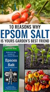 10 Reasons Why Epsom Salt Is Your Gardens Best Friend Organic Vegetable Garden Plants Organic Gardening Tips