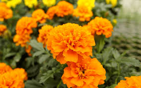A great supplement for rabbits, adds natural interest to their diet. Can Guinea Pigs Eat Marigolds 7 Health Benefits