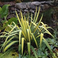 Yucca Filamentosa Color Guard Avant Gardens Nursery Design Deer Resistant Perennials Perennials Yucca Filamentosa