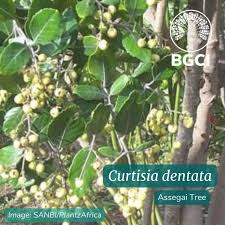 Image result for Curtisia dentata