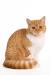British Shorthair Orange Kitten
