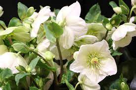 Ob der standort sonnig und trocken, oder feucht an einem gartenteich. Winterpflanzen Fur Balkonkasten 16 Schone Winterblumen Fur Balkone