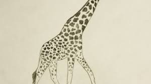 #art #drawing #sketch #giraffe #giraffe drawing #charcoal sketch. Pencil Easy Pencil How To Draw A Giraffe Novocom Top