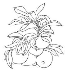 Tropical fruit fruit coloring pages for adults. Fruit Coloring Pages Vector Images Over 3 800