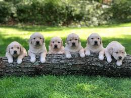 Favorite this post jul 14 pure breed boxer puppies. The Golden Gals Home Facebook