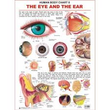 Buy Human Body Charts The Eye The Ear Online India Best
