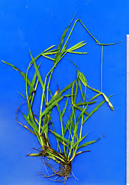 Image result for Dactyloctenium geminatum