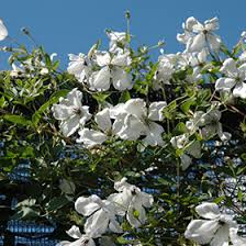 Image result for Lankesteria alba