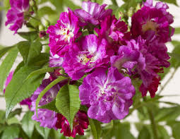 Mar 11, 2021 · a perennial is a plant that comes back year after year. Kletterrose Perennial Blue Rosa Perennial Blue Gunstig Online Kaufen