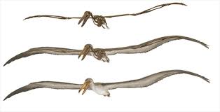 We did not find results for: Prehistoric Bird Sets Wingspan Record News In Science Abc Science