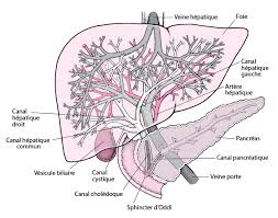 Que faire quand un bébé a de la température ? Jaunisse Chez L Adulte Troubles Du Foie Et De La Vesicule Biliaire Manuels Msd Pour Le Grand Public